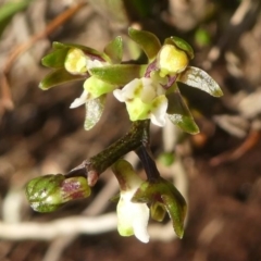 Plectorrhiza tridentata at Narooma, NSW - suppressed