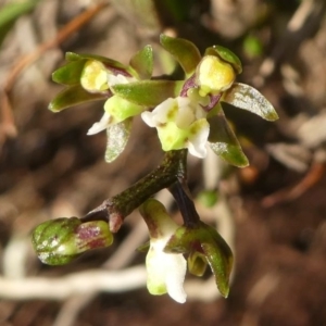 Plectorrhiza tridentata at Narooma, NSW - 27 Sep 2019