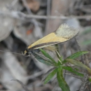 Philobota undescribed species near arabella at Deakin, ACT - 28 Sep 2019 06:51 AM