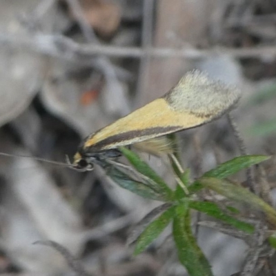 Philobota undescribed species near arabella (A concealer moth) at Deakin, ACT - 27 Sep 2019 by HarveyPerkins