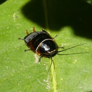 Ellipsidion australe at Kambah, ACT - 28 Sep 2019 10:56 AM