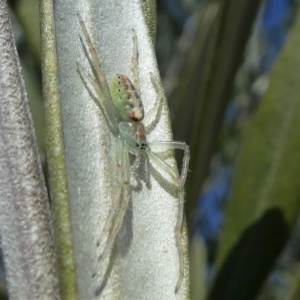 Araneus talipedatus at Kambah, ACT - 28 Sep 2019