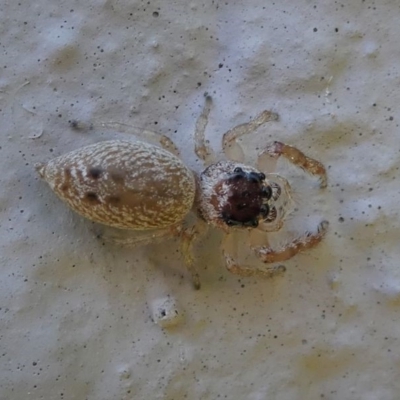 Opisthoncus sp. (genus) (Unidentified Opisthoncus jumping spider) at Kambah, ACT - 28 Sep 2019 by HarveyPerkins