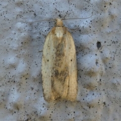 Tortricinae (subfamily) (A tortrix moth) at Kambah, ACT - 28 Sep 2019 by HarveyPerkins