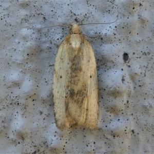 Tortricinae (subfamily) at Kambah, ACT - 28 Sep 2019 01:47 PM