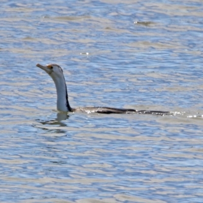 Phalacrocorax varius (Pied Cormorant) at Jerrabomberra Wetlands - 4 Oct 2019 by RodDeb