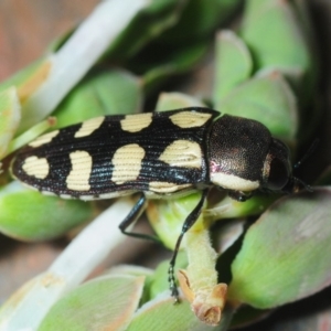 Castiarina decemmaculata at Coree, ACT - 4 Oct 2019 07:54 PM