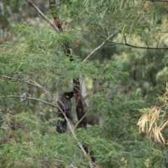 Zanda funerea (Yellow-tailed Black-Cockatoo) at Malua Bay, NSW - 5 Oct 2019 by nickhopkins