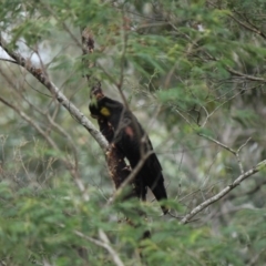 Zanda funerea at Malua Bay, NSW - 5 Oct 2019