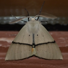 Gastrophora henricaria (Fallen-bark Looper, Beautiful Leaf Moth) at QPRC LGA - 12 Nov 2018 by natureguy