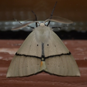 Gastrophora henricaria at Wamboin, NSW - 13 Nov 2018 03:02 AM