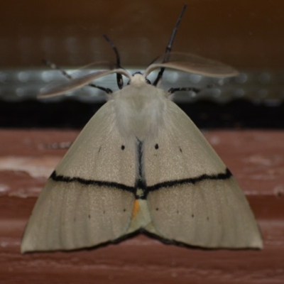 Gastrophora henricaria (Fallen-bark Looper, Beautiful Leaf Moth) at Wamboin, NSW - 13 Nov 2018 by natureguy