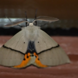 Gastrophora henricaria at Wamboin, NSW - 13 Nov 2018 03:02 AM