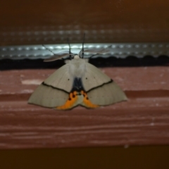 Gastrophora henricaria at Wamboin, NSW - 13 Nov 2018 03:02 AM