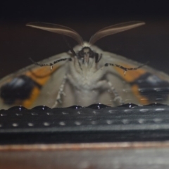 Gastrophora henricaria at Wamboin, NSW - 13 Nov 2018 03:02 AM