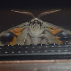 Gastrophora henricaria at Wamboin, NSW - 13 Nov 2018 03:02 AM