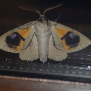 Gastrophora henricaria at Wamboin, NSW - 13 Nov 2018 03:02 AM