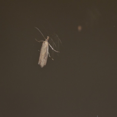 Faveria tritalis (Couchgrass Webworm) at Wamboin, NSW - 13 Nov 2018 by natureguy