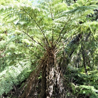Cyathea australis subsp. australis (Rough Tree Fern) at Wingecarribee Local Government Area - 3 Oct 2019 by plants