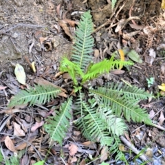 Blechnum nudum (Fishbone Water Fern) at Wingecarribee Local Government Area - 3 Oct 2019 by plants