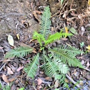 Blechnum nudum at Macquarie Pass National Park - 4 Oct 2019