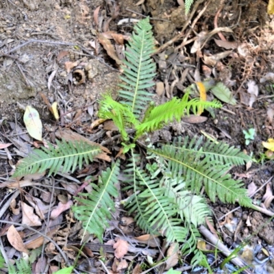 Blechnum nudum (Fishbone Water Fern) at  - 4 Oct 2019 by plants