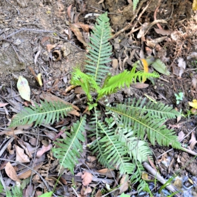 Blechnum nudum (Fishbone Water Fern) at - 3 Oct 2019 by plants