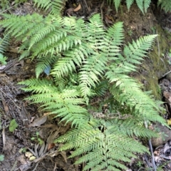 Calochlaena dubia (Rainbow Fern) at Mount Murray - 4 Oct 2019 by plants