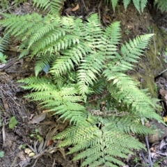 Calochlaena dubia (Rainbow Fern) at Wingecarribee Local Government Area - 3 Oct 2019 by plants