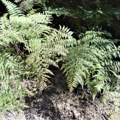 Hypolepis glandulifera (Downy Ground Fern) at - 3 Oct 2019 by plants