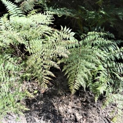 Hypolepis glandulifera (Downy Ground Fern) at Mount Murray - 4 Oct 2019 by plants