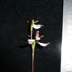 Eriochilus cucullatus (Parson's Bands) at Wamboin, NSW - 10 Mar 2011 by natureguy