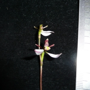 Eriochilus cucullatus at Wamboin, NSW - suppressed