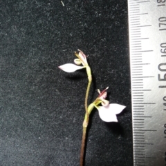 Eriochilus cucullatus at Wamboin, NSW - suppressed