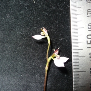 Eriochilus cucullatus at Wamboin, NSW - suppressed