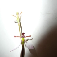 Eriochilus cucullatus at Wamboin, NSW - suppressed