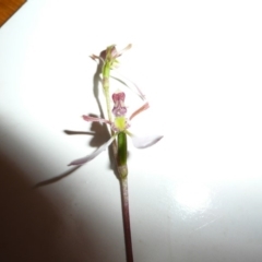 Eriochilus cucullatus at Wamboin, NSW - suppressed