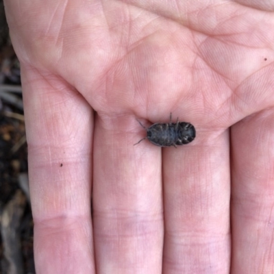 Armadillidium vulgare (Slater bug, woodlouse, pill bug, roley poley) at Aranda, ACT - 4 Oct 2019 by Jubeyjubes