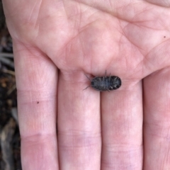 Armadillidium vulgare (Slater bug, woodlouse, pill bug, roley poley) at Aranda, ACT - 4 Oct 2019 by Jubeyjubes