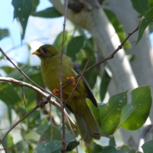 Manorina melanophrys at Black Range, NSW - 9 Apr 2019