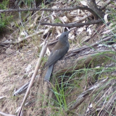 Colluricincla harmonica (Grey Shrikethrush) at Black Range, NSW - 23 Apr 2019 by MatthewHiggins