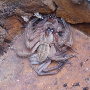 Delena cancerides at Black Range, NSW - 4 May 2019