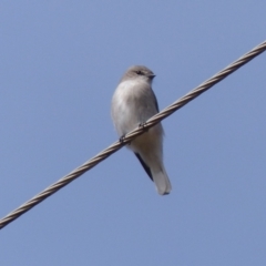 Microeca fascinans (Jacky Winter) at Black Range, NSW - 21 Apr 2019 by MatthewHiggins