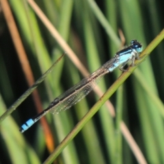 Ischnura heterosticta (Common Bluetail Damselfly) at Isabella Pond - 2 Oct 2019 by michaelb