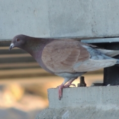 Columba livia (Rock Dove (Feral Pigeon)) at Tuggeranong Creek to Monash Grassland - 2 Oct 2019 by michaelb