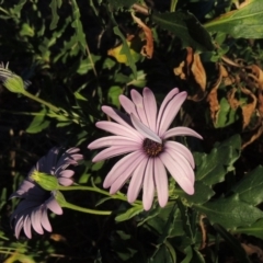 Dimorphotheca ecklonis (African Daisy) at Monash, ACT - 2 Oct 2019 by michaelb