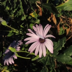 Dimorphotheca ecklonis (African Daisy) at Tuggeranong Creek to Monash Grassland - 2 Oct 2019 by michaelb