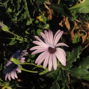 Dimorphotheca ecklonis at Monash, ACT - 2 Oct 2019 07:01 PM