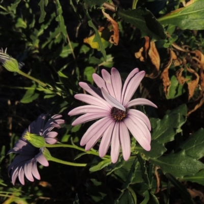 Dimorphotheca ecklonis (South African Daisy) at Monash, ACT - 2 Oct 2019 by MichaelBedingfield