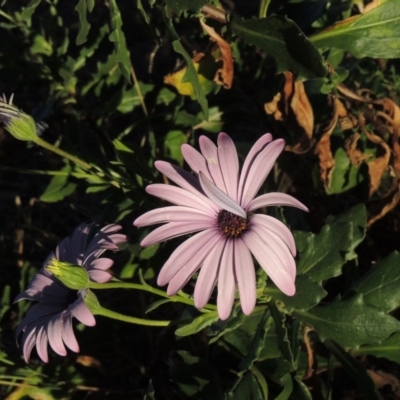 Dimorphotheca ecklonis (African Daisy) at Monash, ACT - 2 Oct 2019 by michaelb